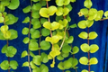 Golden Creeping Jenny Cuttings 10 Pack, Lysimachia nummularia ‘Aurea’ Groundcover, Trailing Plant for Baskets & Borders