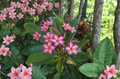 Dulcemia Plumeria Cutting 3 Tips Tropical Frangipani Stem for Propagation, Plumeria rubra Live Plant