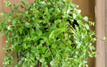 Callisia cordifolia Cuttings - Trailing Houseplant, Itsy Bitsy Inch Plant, Speedy Jenny, Unrooted Propagation Stems