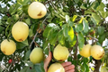D’Anjou Pear Tree Scion Wood Unrooted Cuttings - Pyrus communis Grafting Propagation Lot of 4