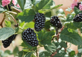 Blackberry Cuttings 8-Inch Live Rubus spp. Fruit Cane Propagation, Organic Non-GMO, for Home Garden
