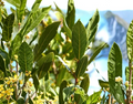 Bay Laurel Cuttings 10 Inch Unrooted Bundle of 6 Laurus nobilis Evergreen Shrubs for Propagation