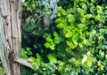 Ficus pumila Creeping Fig Live Plant for Terrarium & Indoor Groundcover, Trailing Vine, Vivarium Plant