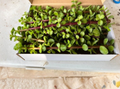 Portulacaria Afra Succulent Cuttings – 4 Live Unrooted Dwarf Jade Elephant Bush Bonsai Cork Bark Style