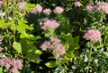 Sedum Autumn Joy Cuttings - Unrooted Stonecrop Succulent Propagation Set of 10 - Hylotelephium telephium