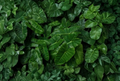 Burle Marx Philodendron Cutting with Air Roots – Unrooted Tropical Indoor Outdoor Plant, Philodendron burle-marxii