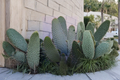 Consolea Moniliformis Unrooted Cactus Cutting – 12 Inch Opuntia-Type Succulent for Propagation & Desert Gardens