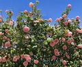Camellia Japonica Cutting Pink White Flower Unrooted Stem for Propagation Ornamental Shrub