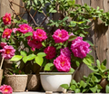 Zephirine Drouhin Thornless Rose Cuttings – 3 Unrooted Climbing Rose Stems, Pink Flowers, Rosa â€˜Zephirine Drouhinâ€™