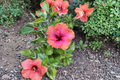 Erin Rachel Tropical Hibiscus Cutting Live Unrooted Stem Flowering Garden Plant Hibiscus rosa-sinensis