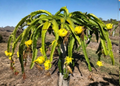 Organic Yellow Dragon Fruit Plant Cutting – Selenicereus Megalanthus, Potted Climbing Cactus for Warm Climates