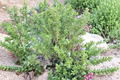 Unrooted Sedum rupestre 'Angelina' Stonecrop Succulent Cuttings - Perennial Ground Cover, Drought Tolerant, Bright Golden Foliage, 20 Pack