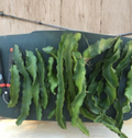 Purple Haze Red Dragon Fruit Cuttings 2 Pack, Unrooted Pitaya Cactus Stems for Climbing Vines, 9-14 Inches, Selenicereus sp.