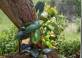 Variegated Monstera standleyana 1-Node Cutting, Philodendron Cobra, Green Cream Variegation, Tropical Climbing Plant for Propagation