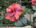 Cocoa Royale Hibiscus Cuttings 2 Pack | Dark Burgundy Foliage Tropical Flowering Plant Stems for Rooting & Propagation