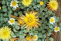 Fenestraria Rhopalophylla Seeds 20 Count Baby Toes Mesemb Succulent Plant Seeds for Indoor & Rock Gardens