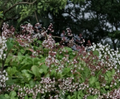 Fairy Crassula Succulent Cuttings - Crassula multicava, Mixed Rooted & Unrooted, Groundcover, Green Foliage, Easy Propagation