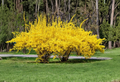 Yellow Forsythia Hardwood Cuttings – 10+ Dormant Unrooted Propagation Material for Spring Garden Planting
