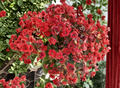 Red Kalanchoe Blossfeldiana Cuttings – Unrooted Succulent Flowering Stems for Propagation, Bright Red Blooms, Indoor Plant, Kalanchoe