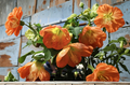 Lucky Lantern Tangerine Abutilon Starter Plant, Flowering Maple, Compact, Abutilon â€˜Lucky Lantern Tangerineâ€™