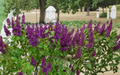 Congo Lilac Shrub Starter Plant Syringa vulgaris Deep Purple Flower 4-8 Inches Tall Live Well Rooted Plant