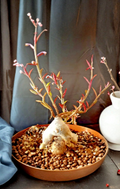 Monadenium Rubellum Seeds – Caudex Succulent for Bonsai & Container Growing, Euphorbia rubellum, Green-Red Foliage, 10 Pack