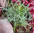 White Santolina Cuttings – 4 Unrooted Herb Shrubs for Borders, Hedges, Mediterranean Gardens, Santolina chamaecyparissus