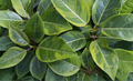 Ficus altissima ‘Variegata’ Cuttings – 3 Fresh Propagation Stems with Cream and Green Variegation