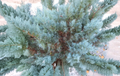 Grey Owl Juniper Cuttings, Unrooted Evergreen Spreading Shrubs for Propagation, Juniperus virginiana 'Grey Owl'