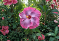 Tahitian Midnight Magic Hibiscus Cuttings – Tropical Flowering Plant, Deep Red Blooms, Hibiscus rosa-sinensis, Garden & Patio