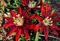 Lady Margaret Passionflower Live Plant 6-8 Inch Vining Hybrid Passiflora Climbing Vine Without Pot