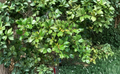 American Holly Unrooted Cuttings – Ilex opaca Evergreen Tree Propagation Bundle of 75
