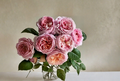 Tantau Highgarden Rose Cuttings Live Unrooted Rosa spp. Garden Flower Grafting Propagation