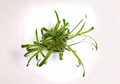 Green Spider Plant Live Cuttings Pack – Root Ready Chlorophytum comosum Propagation Plant