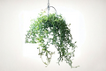 String of Flying Dolphins Cuttings 3 Inch Live Succulent Plant Curio peregrinus Hanging Trailing