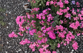 Hot Pink Geranium Cuttings 3 Pack | Pelargonium spp. | Organic Propagation Plant for Gardens & Containers