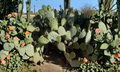 Prickly Pear Cactus Cuttings Unrooted Lot Opuntia engelmannii Purple Spiny Pads for Xeriscape Gardens