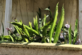 White Dragon Fruit Cuttings 8 Inch Unrooted Pitaya Cactus for Planting, Hylocereus spp.
