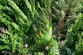Unrooted Leyland Cypress Cuttings - Evergreen Conifer Propagation Material for Outdoor Landscaping