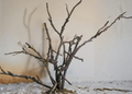 Black Walnut Tree Cuttings 20 Unrooted Hardwood Stems Juglans nigra for Propagation Native Shade Tree