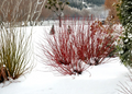 Red Twig Dogwood Cuttings Set of 40 – Cornus amomum Propagation Unrooted Live Shrubs