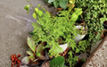 Pilea microphylla Unrooted Cutting | Artillery Fern, Rock Weed Live Plant Stem for Terrarium & Ground Cover