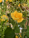 Radiant Perfume Rose Unrooted Stems - Large Yellow Fragrant Rose Variety for Propagation and Planting