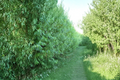 Austree Hybrid Willow Cuttings - Fast Growing Salix Propagation Stems for Privacy Screen & Landscape Planting