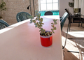 Live Rooted Necklace Succulent in Red Aluminum Pot, Crassula marnieriana, Trailing Jade Plant for Indoor Decor