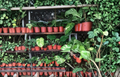 Jade Pothos & Golden Pothos Cuttings Combo 4-6 Inch Unrooted Epipremnum Aureum Indoor Houseplant