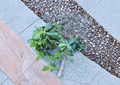 Large Jade Plant Cutting – Unrooted Crassula Ovata Succulent for Propagation, Green Houseplant, 1 Inch Diameter