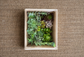 Assorted Succulent Cuttings Pack – 15 Varieties, Live Drought-Tolerant Indoor Outdoor Plants, Propagation, Container Gardening