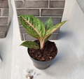 Aglaonema Queen Red Valentine Rooted Starter Plant - Pink Red Green Foliage Indoor Houseplant