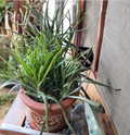 5 Rooted Aloe Vera Chinensis Plants | 6-8 Inch Succulents | Green Rosette Succulents for Indoor & Outdoor Gardens